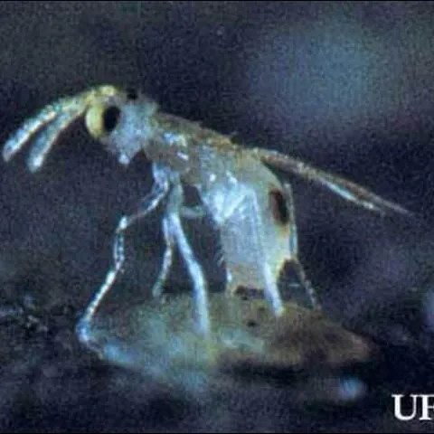 thumbnail for publication: A Citrus Whitefly Parasitoid, Encarsia lahorensis (Howard) (Insecta: Hymenoptera: Aphelinidae)